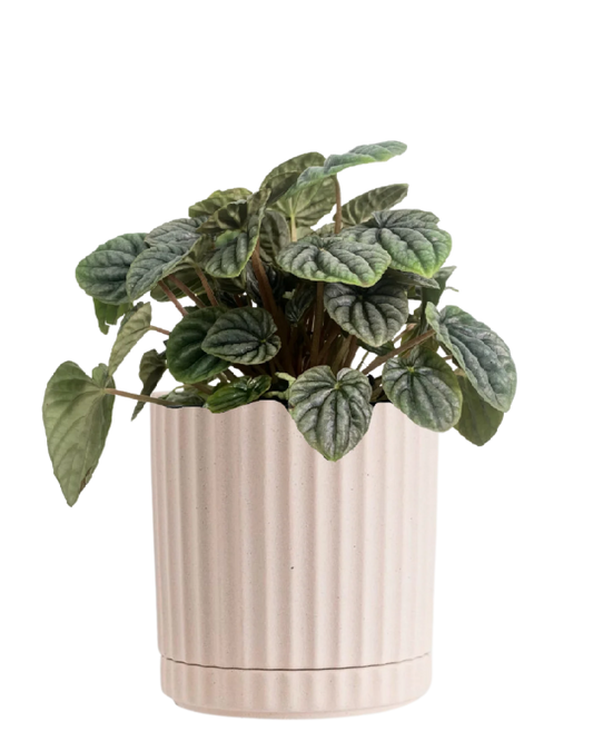 Athens Planter Large - Sand