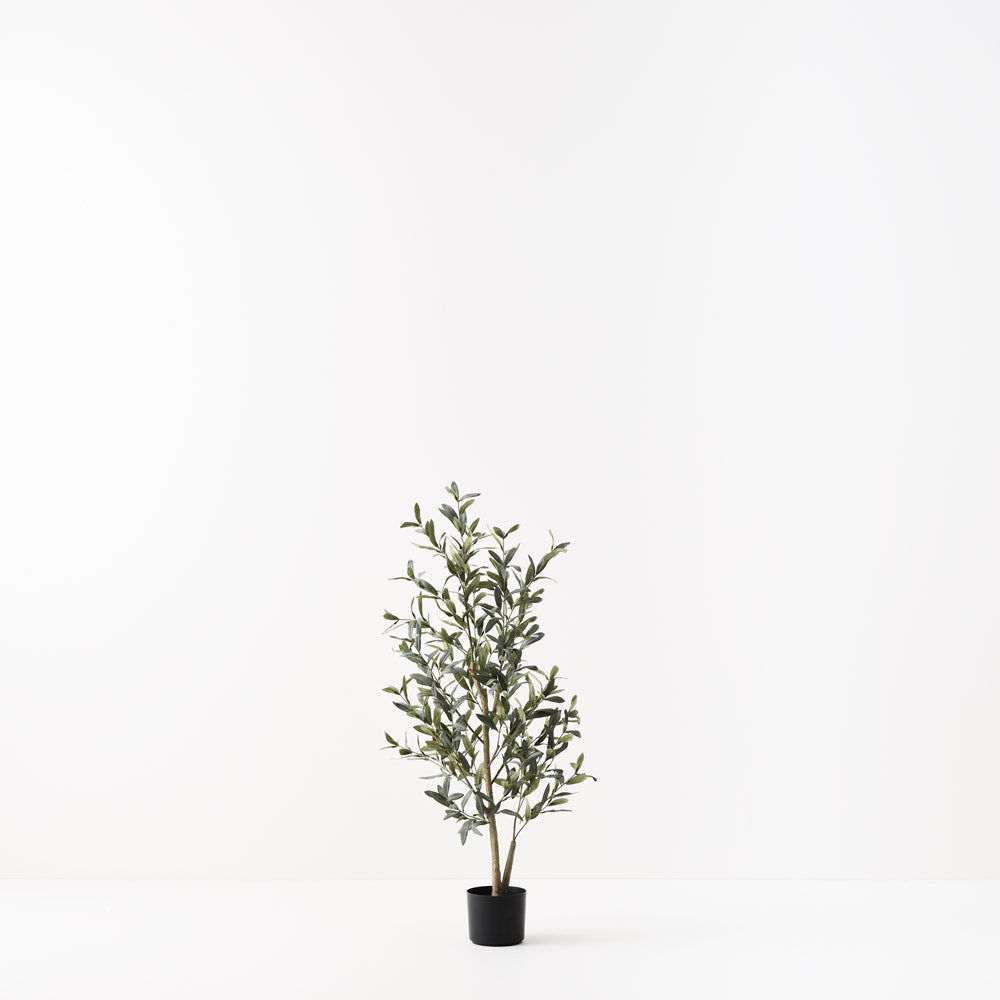 Olive Tree