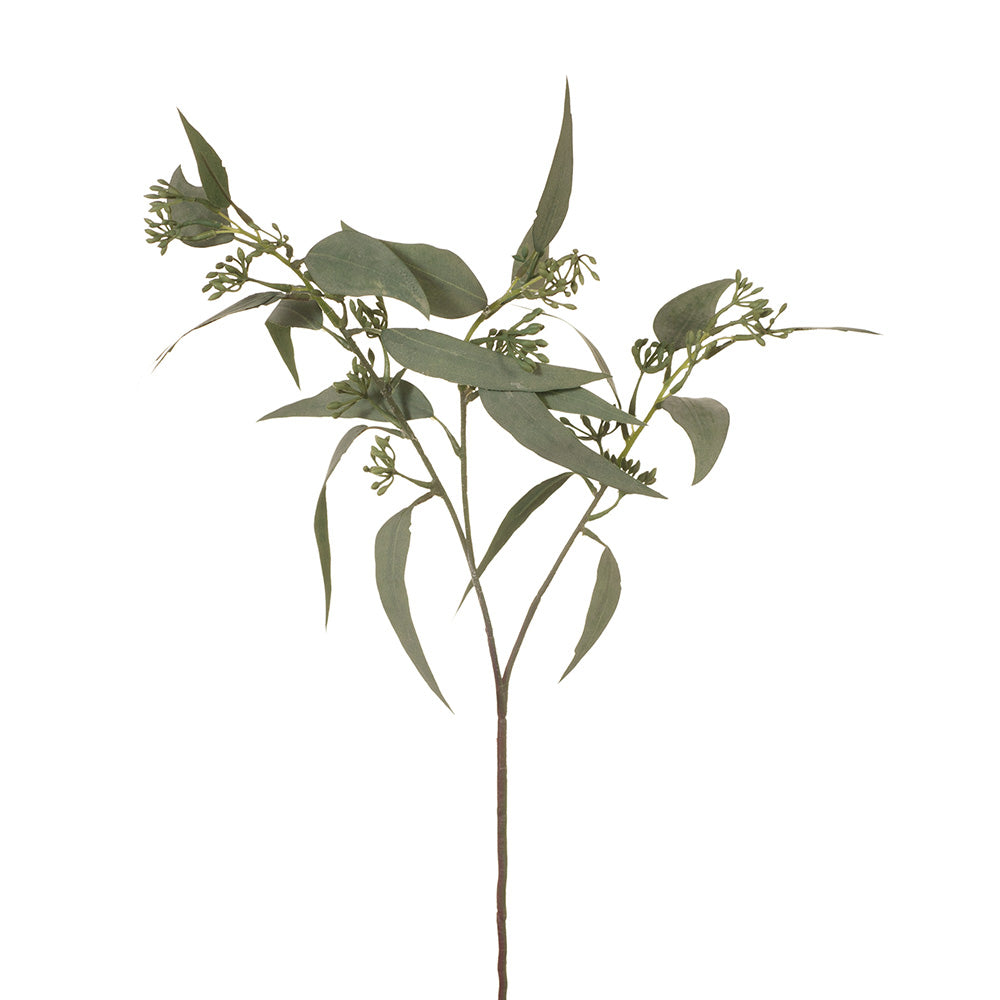 Eucalyptus Leaf + Seed