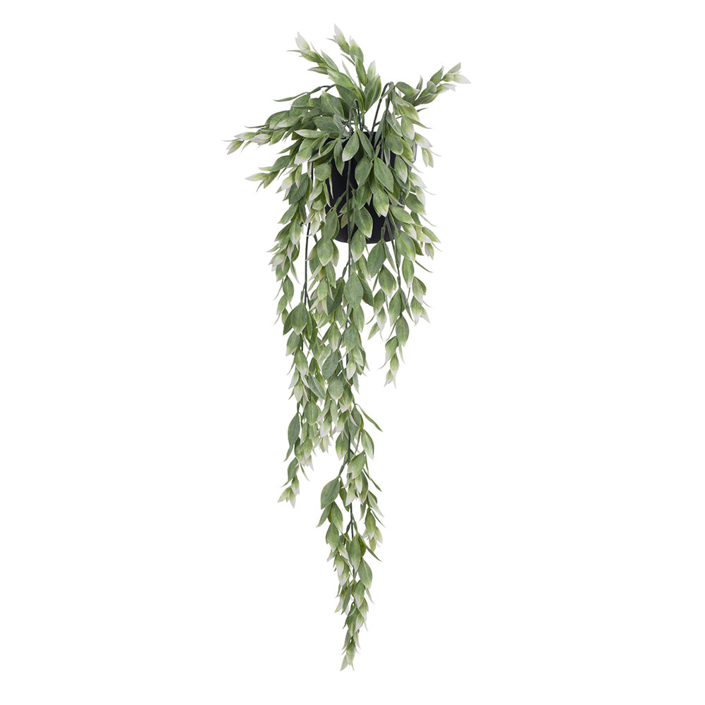 Ruscus Hanging Bush in Pot