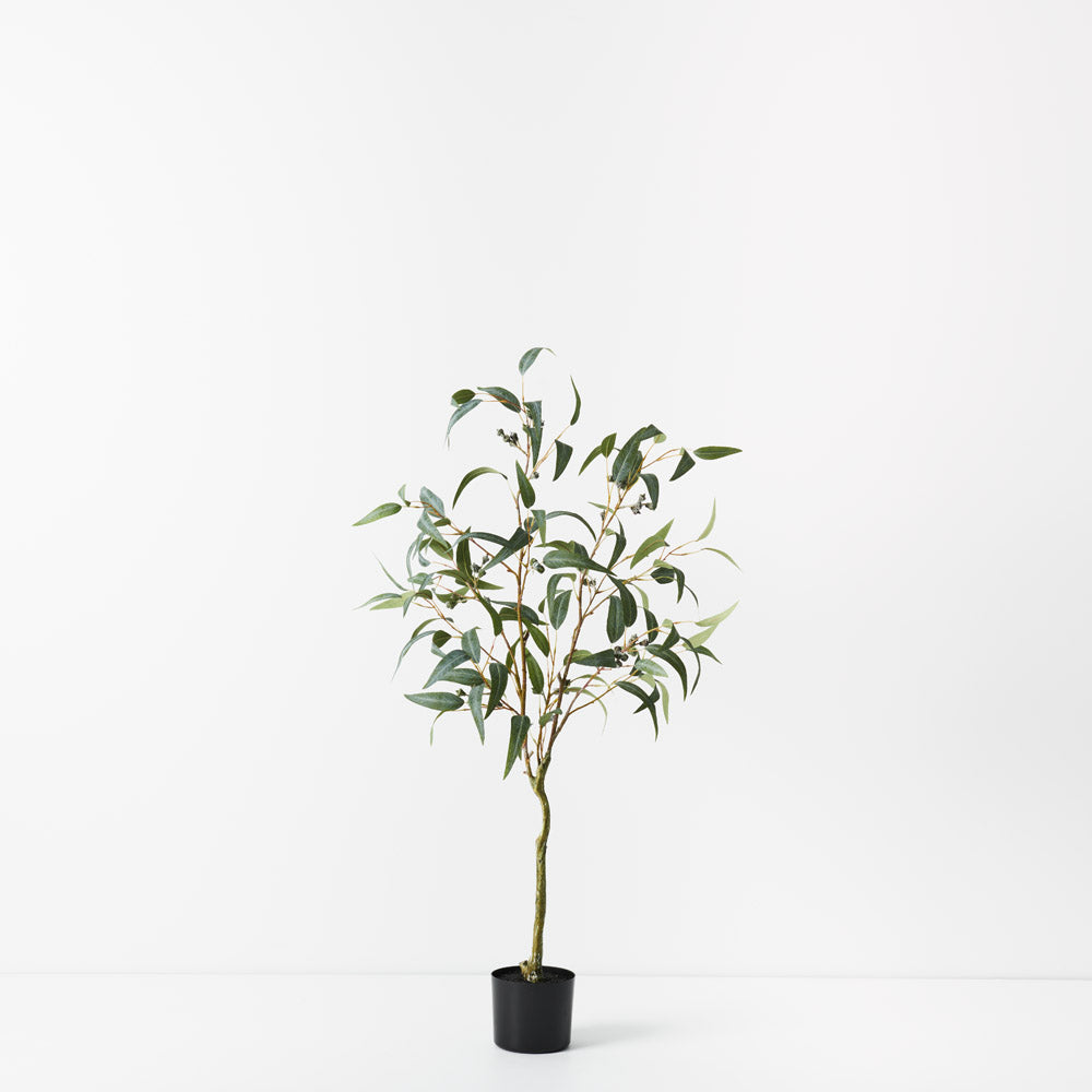 Eucalyptus Seed Tree