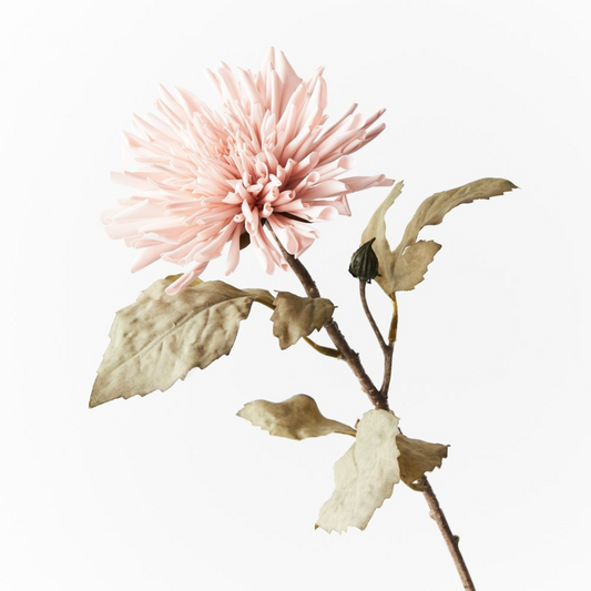 Dahlia Celeste - Light Pink