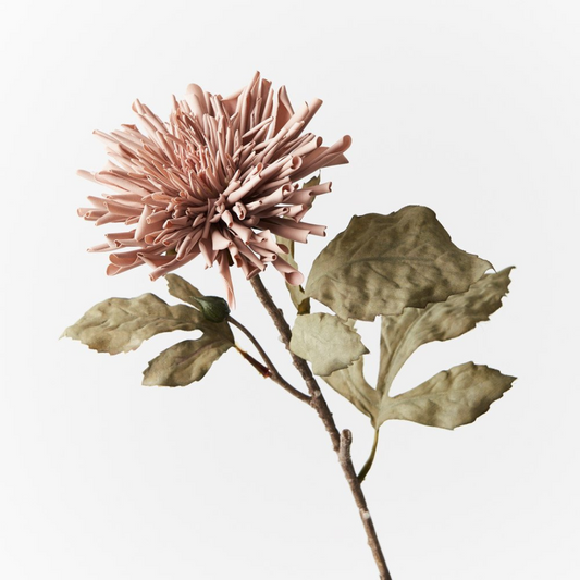Dahlia Celeste - Dusty Pink