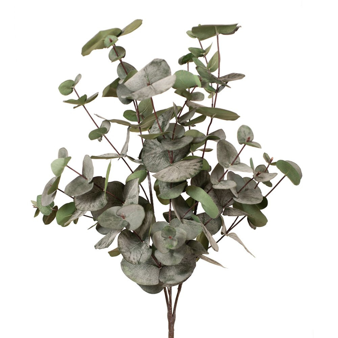 Eucalyptus Silver Dollar Bush - Dark Green