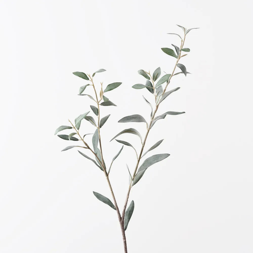 Olive Leaf Spray