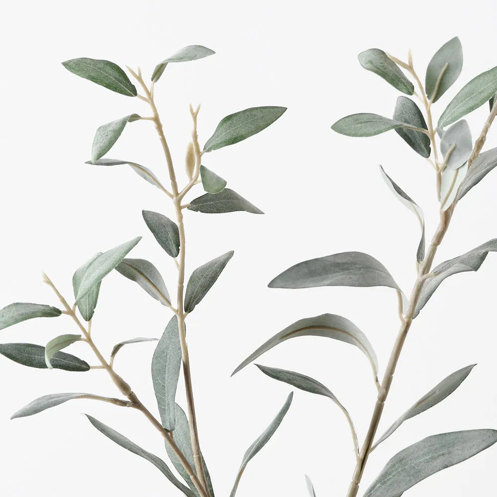 Olive Leaf Spray