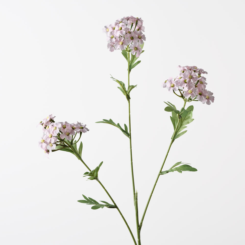 Achillea Spray