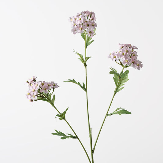 Achillea Spray
