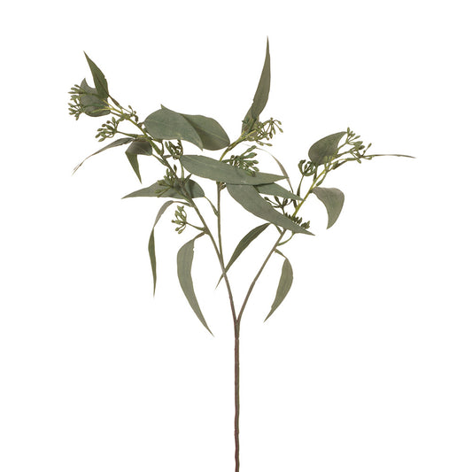 Eucalyptus Leaf + Seed