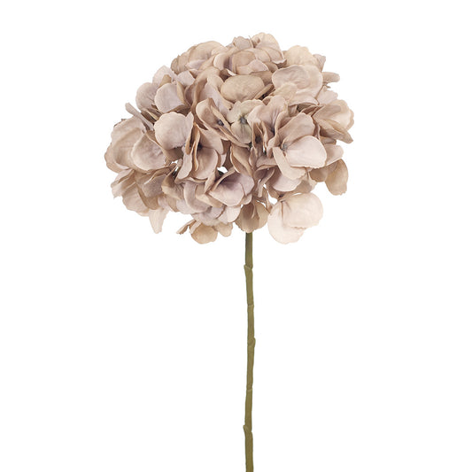 Hydrangea - Antique Pink