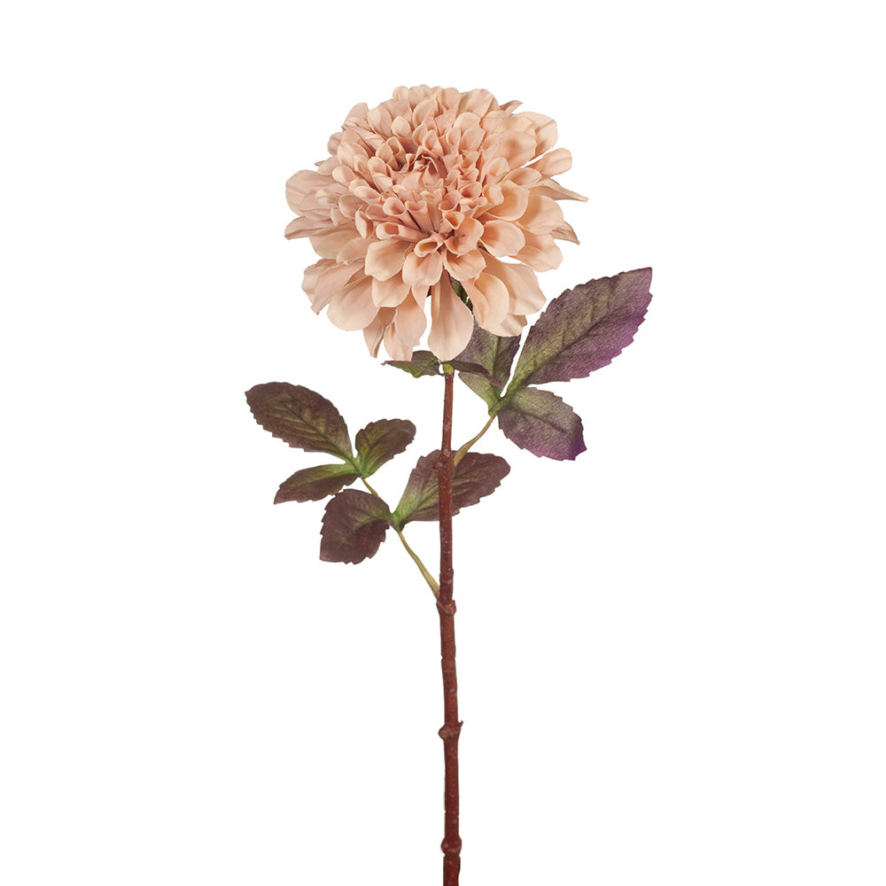 Dahlia - Dusty Pink