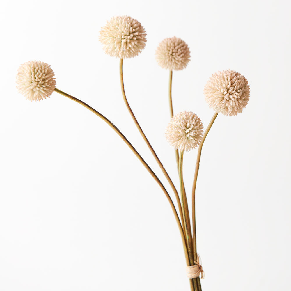 Billy Button - Cream