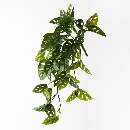 Monstera Adansonii Hanging Bush