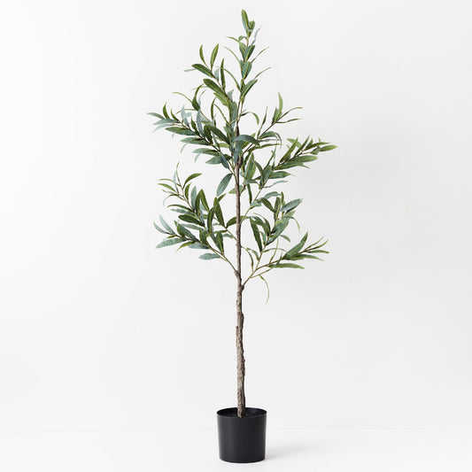 Olive Tree - 110cm