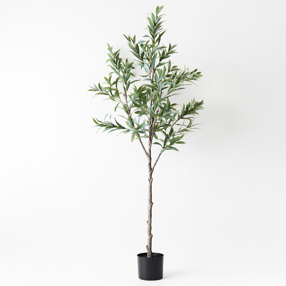 Olive Tree 152cm