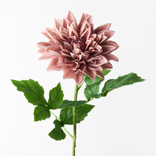 Dahlia - Dusty Pink