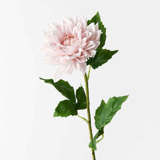 Dahlia - Soft Pink