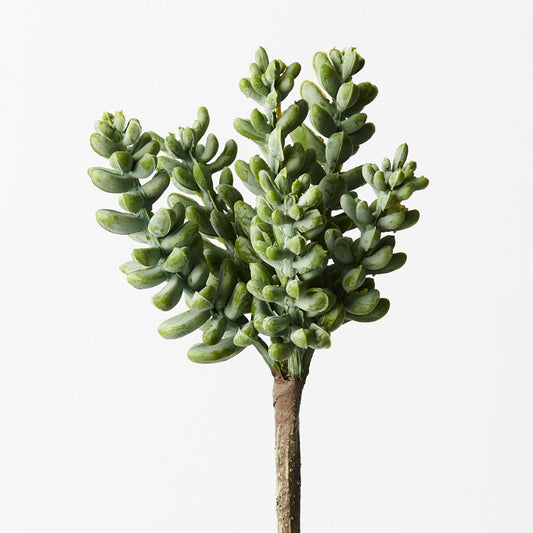 Sedum - Grey Green