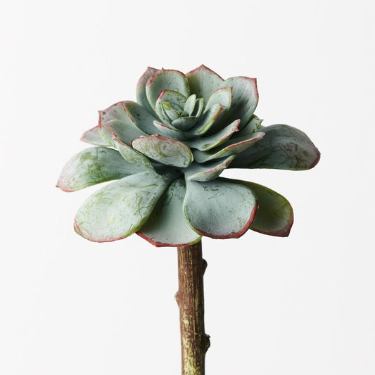 Echeveria Flower - Grey Green