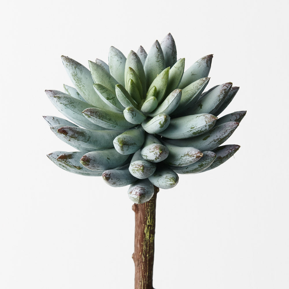 Echeveria - Grey Green