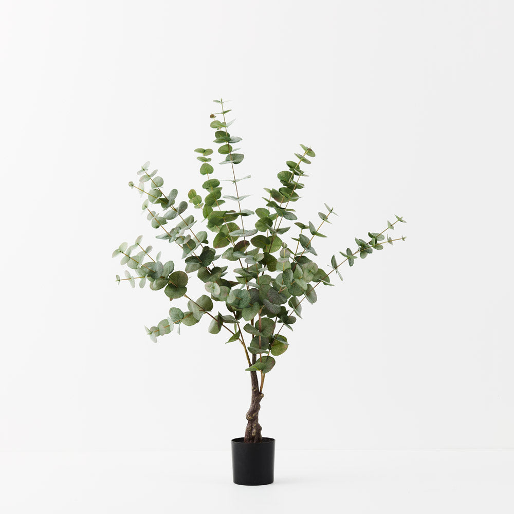 Eucalyptus Silver Dollar Tree - 100cm