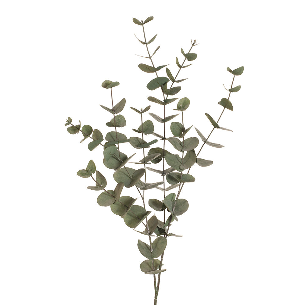 Eucalyptus Silver Dollar Large Stem Forest Green